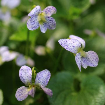 Viola sororia Freckles (semillas) - Violeta