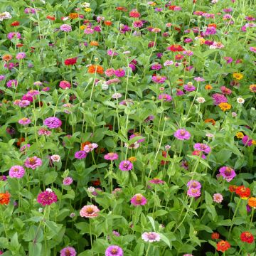 Graines de Zinnia elegans Lilliput Mix BIO