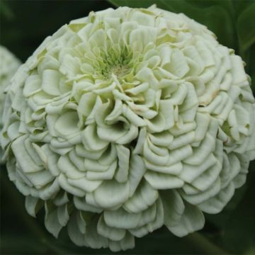 Zinnia Polar Bear