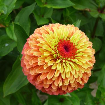 Zinnia Queen Lime Orange