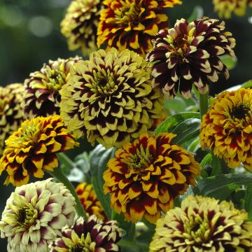 Zinnia Jazzy Mix