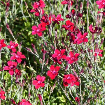 Graines d'oeillet annuel Fanal (Flashing Lights) - Dianthus deltoïdes 