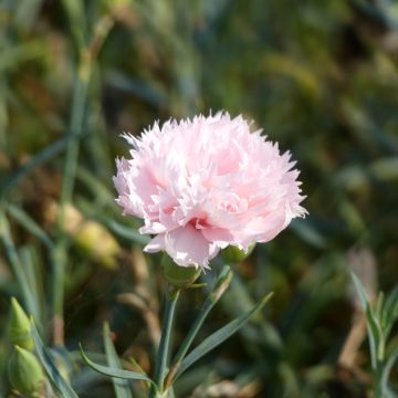 Dianthus caryophyllus La France (semillas) - Clavel