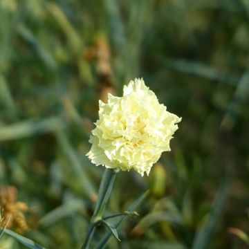 Dianthus caryophyllus Marie (semillas) - Clavel