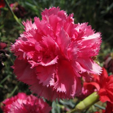 Graines d'Œillet des fleuristes Triumph Rose - Dianthus caryophyllus