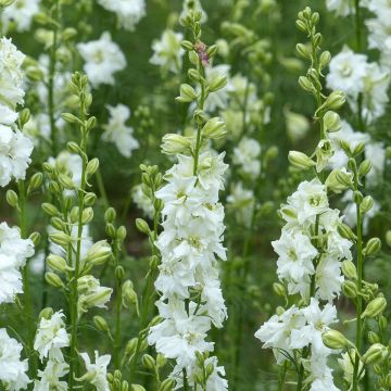 Espuela de caballero - Delphinium consolida Qis White