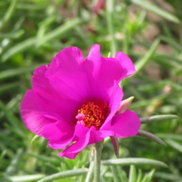 Portulaca grandiflora Single Ruby