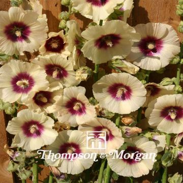 Alcea rosea Halo Cream - Malva real