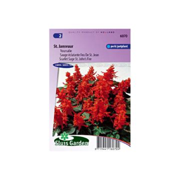 Salvia splendens St John' s Fire - Banderilla