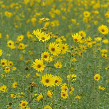 Helianthus maximilianii Maximiliani