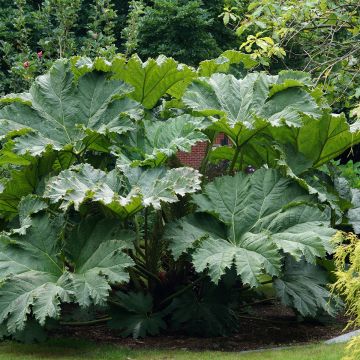 Gunnera manicata - Hojas gigantes