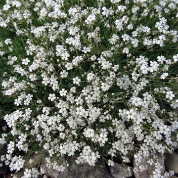 Gypsophila repens White Angel - Aliento de bebé