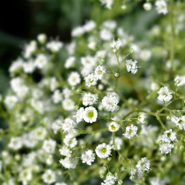 Gypsophila paniculata Snowflake