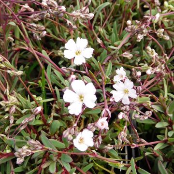 Gypsophila repens Dubia - Aliento de bebé