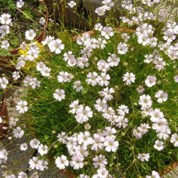 Gypsophile tenuifolia - Gypsophile à petites feuilles