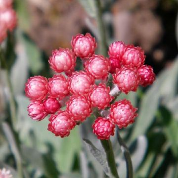 Helichrysum amorginum Ruby Cluster - Inmortal