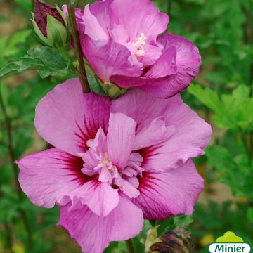 Hibiscus syriacus Eruption - Altea