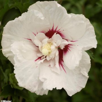 Hibiscus syriacus French point - Altea