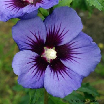 Altea Ultramarine - Hibiscus syriacus