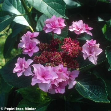 Hortensia macrophylla Etoile Violette - Hydrangea