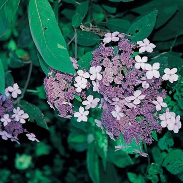 Hortensia aspera Villosa - Hydrangea