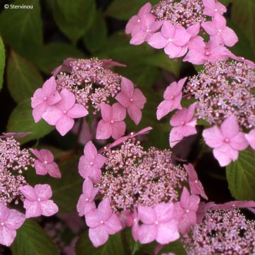 Hortensia serrata Bleuet - Hydrangea