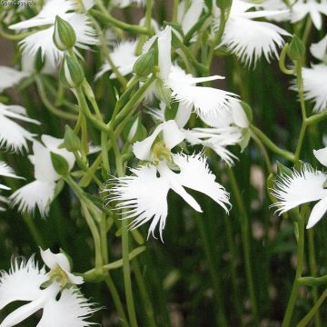 Habenaria radiata Variegata - Orquídea garza blanca