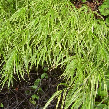 Hakonechloa macra Albostriata