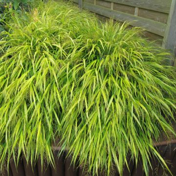 Hakonechloa macra All Gold