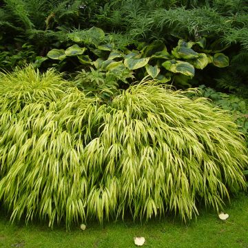 Hakonechloa macra Aureola