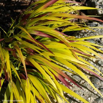 Hakonechloa macra Sunflare