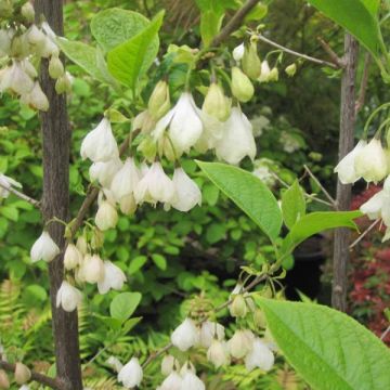 Halesia carolina - Campanillo de Carolina