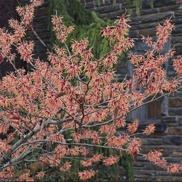 Hamamelis intermedia Feuerzauber