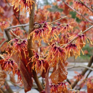 Hamamelis intermedia Jelena