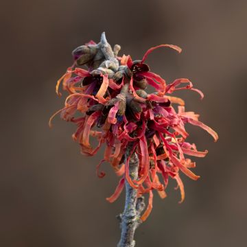 Hamamelis intermedia Diane