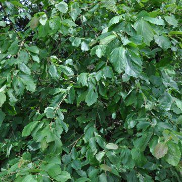 Hamamelis japonica Pendula