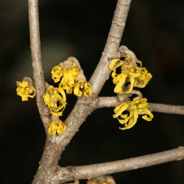 Hamamelis japonica Zuccariniana - Japanese Witch Hazel, Japanese Hazel