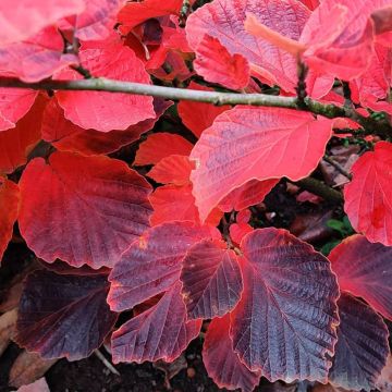 Hamamelis intermedia Yamina