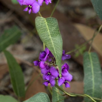 Hardenbergia violacea Meema - Guisante de coral púrpura