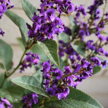 Hardenbergia violacea Regent - Guisante de coral púrpura