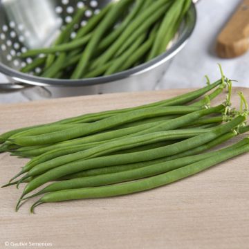 Haricot nain Grillon Mangetout