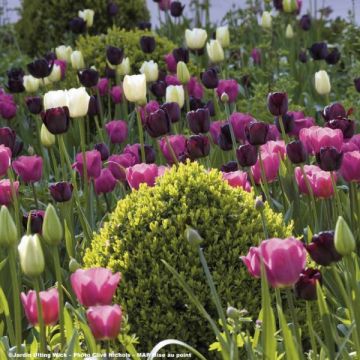 Armonía de tulipanes Clair Obscur