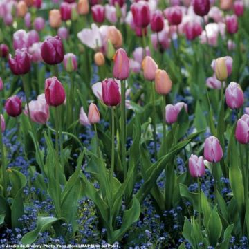 Armonía de tulipanes Dulzura de Parma