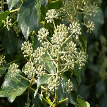 Hiedra irlandesa - Hedera hibernica