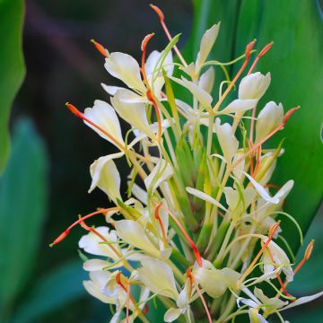 Hedychium Dixter