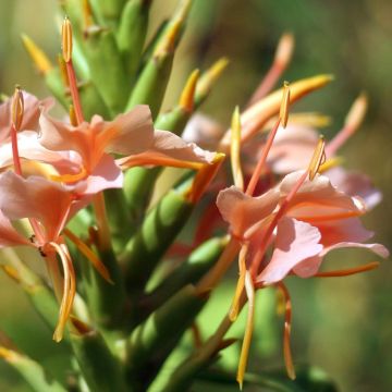 Hedychium coronarium Elizabeth