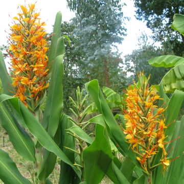 Hedychium coccineum Tara (rizomas)