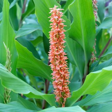 Hedychium densiflorum Assam Orange