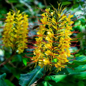 Jengibre blanco - Hedychium gardnerianum