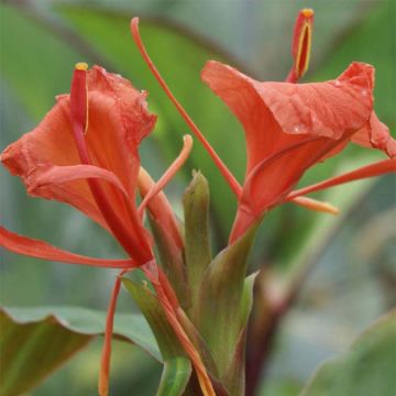 Edichio - Hedychium greenii